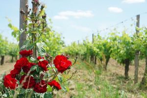 La Fleur de vigne