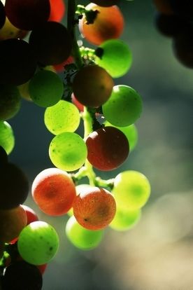 Aout - Septembre dans les vignes