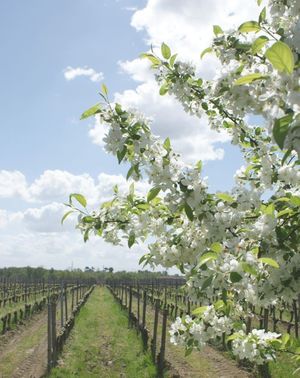 Château Fougas - The vineyard in April
