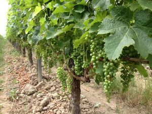 June - July in the vineyards