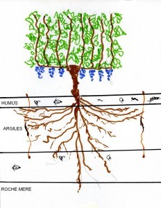 How vines can self-regulate?