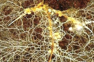 The secret of mycorrhizae